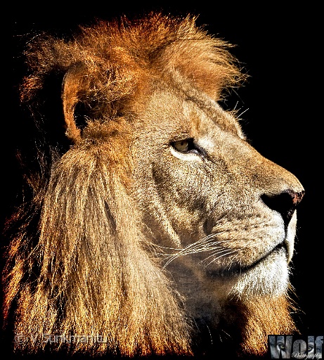 01 Lion.jpg